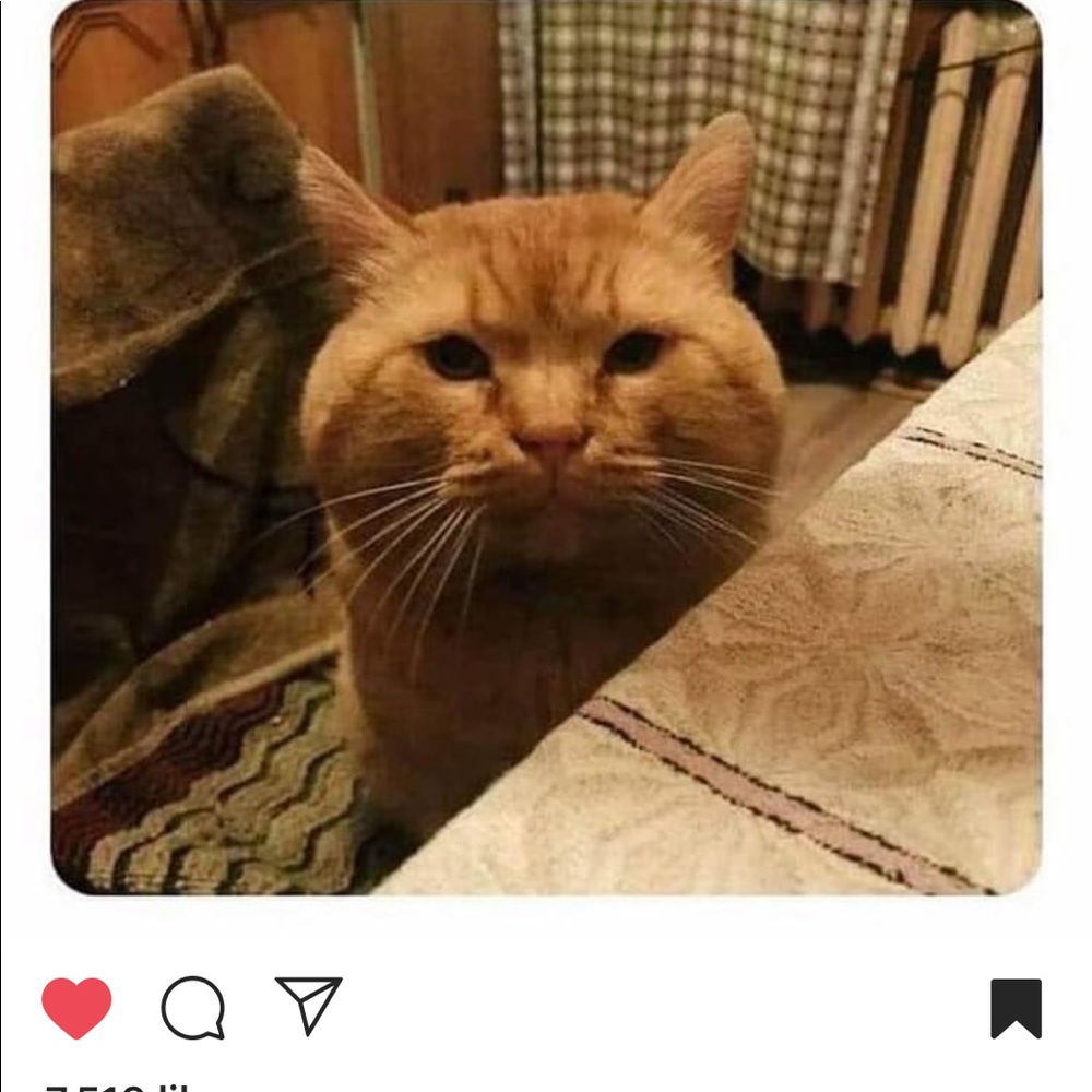 Meet your Posher, Yongci